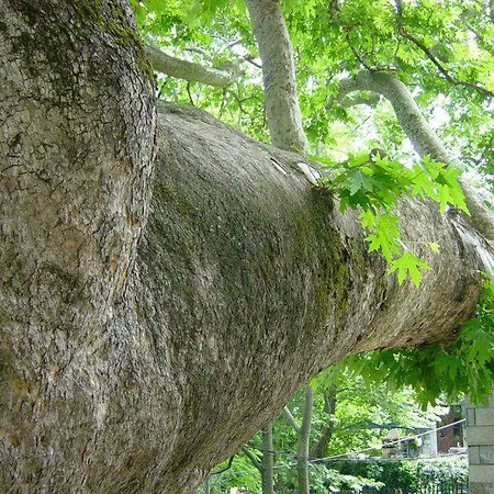 Гостевой дом Nikolaou House 3*